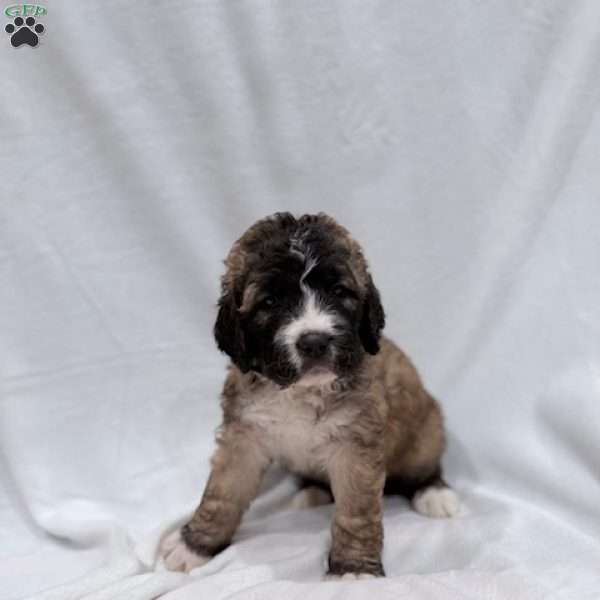 Yellow, Saint Berdoodle Puppy